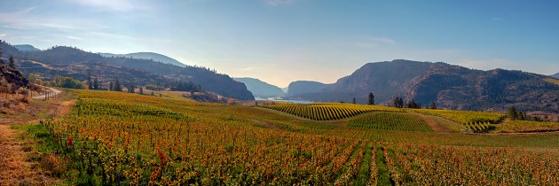 Autumn At Blue Mountain Vineyard 9746