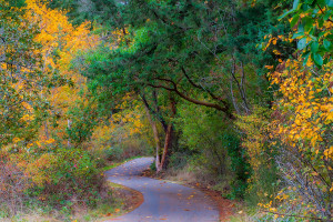251026-9695 Soft Autumn Light - Nanaimo Parkway Trail