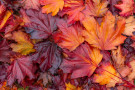 Autumn Maple Leaves 251108-0328