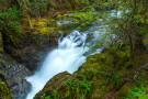 Falling From The Forest - Little Qualicum Falls 251207-0755