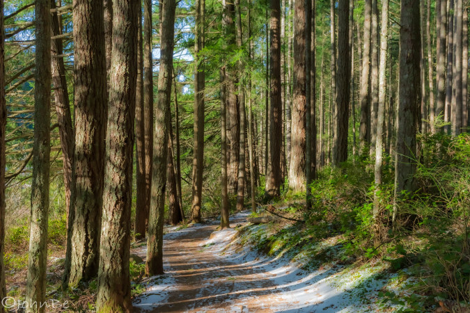 Winter Trail Through The Pines 240113-6315