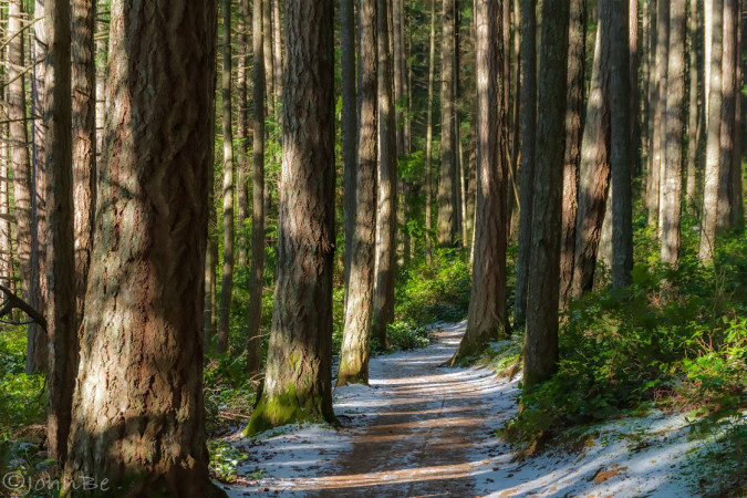 Winter Trail With Dappled Sunlight 240113-6321