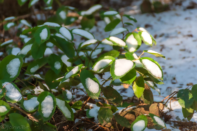 Winter Leaves Painted With Snow 240113-6372