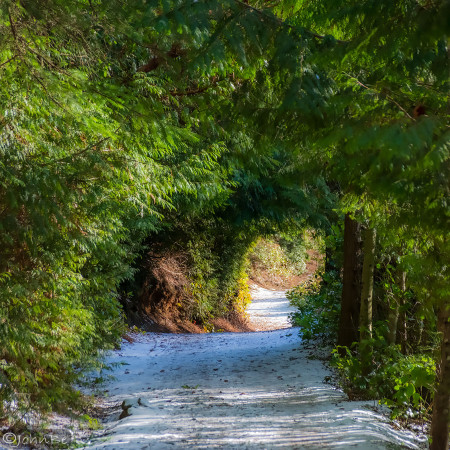 Tunnel of Love Through The Forest 240113-6567