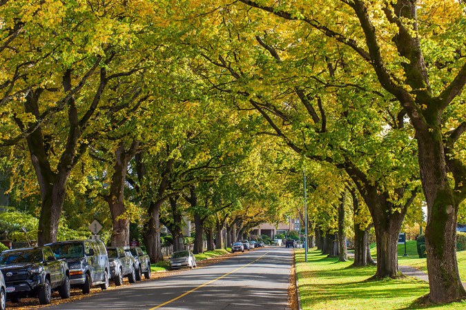 Autumn Canopy on Dallas Road 251030-0014