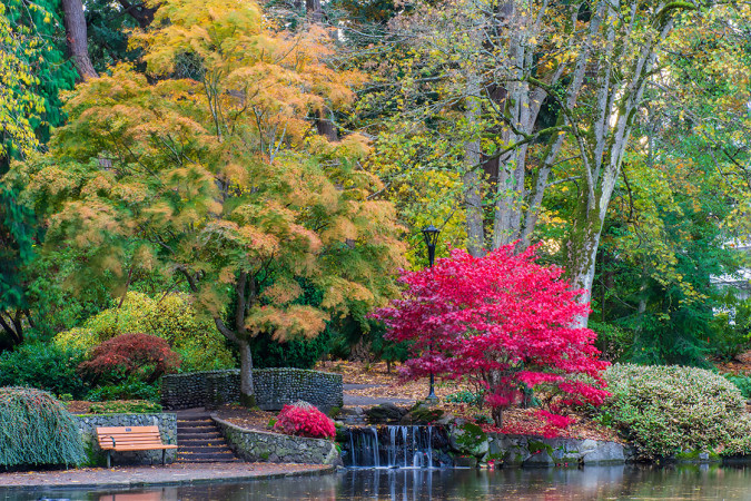 Beacon Hill Park Across The Pond 251103-0127