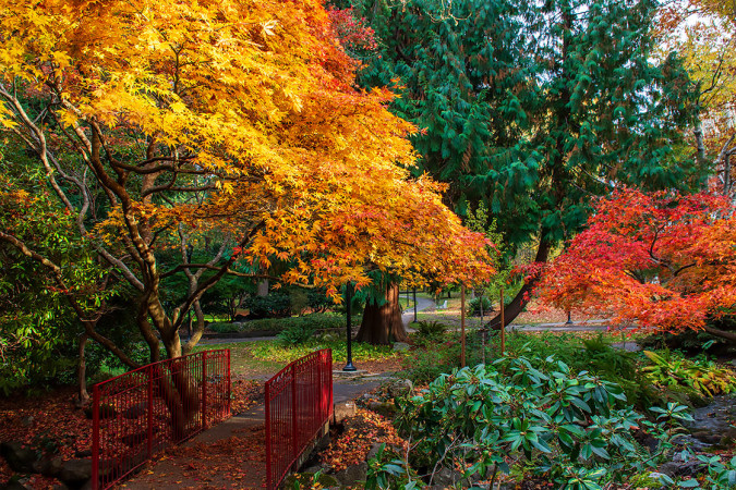 Beacon Hill Park Autumn with Red Bridge 251103-0247