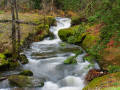 The Millstream River flowing through Bowen Park in Nanaimo, BC, in autumn 2025.