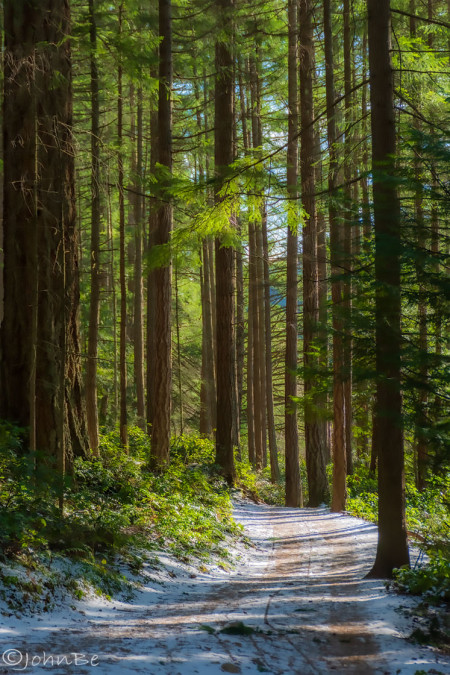 Soft Winter Glow 240113-6384