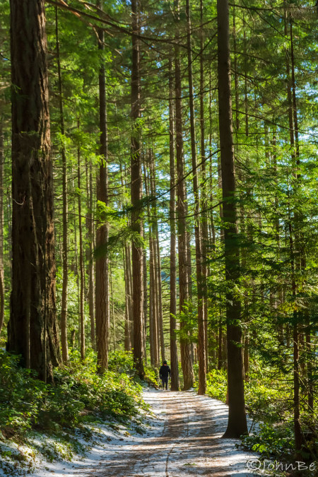 Winter Forest Trail Perspective 240113-6588