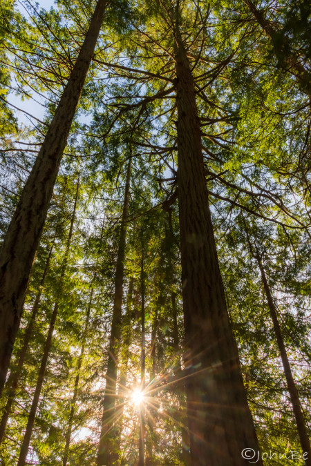 Sunburst In The Forest 240113-6603