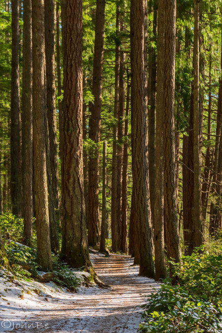 Winter Trail Through The Forest 240113-6621