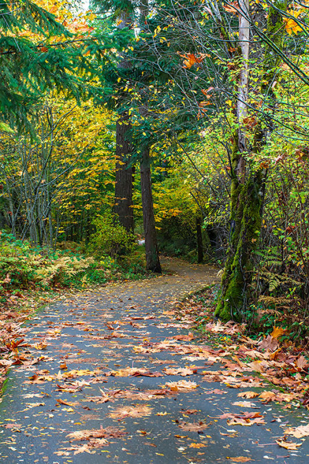 Autumn Winding Trail 251026-9615