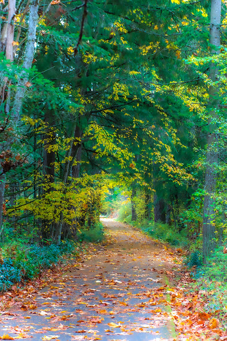 Autumn Lights The Trail 251026-9740
