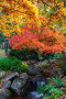 Beautiful Autumn colours along a flowing creek at Beacon Hill Park in Victoria, BC, 2025